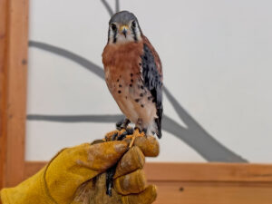 Zeus American Kestrel, wildlife ambassador.
