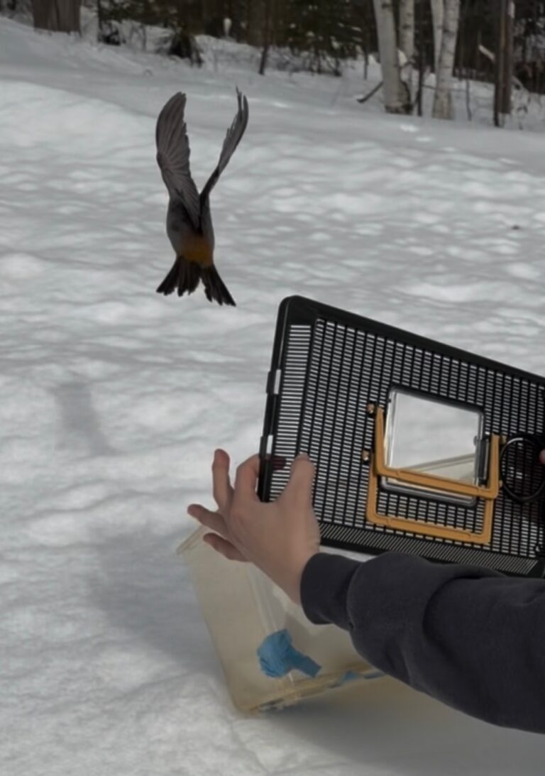Pine Grosbeak Release