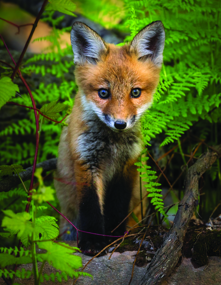 First place photo titled I see You by Ronica Gerasimoff