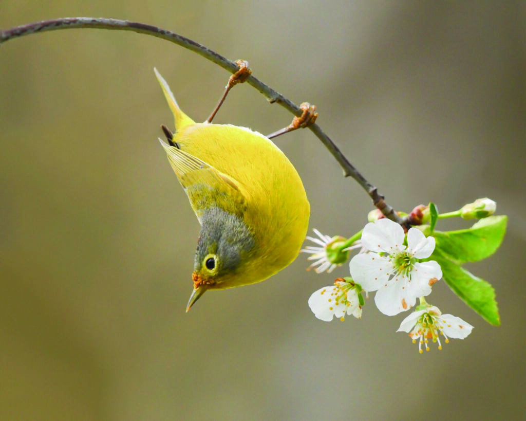 Andy Raupp - Nashville Warbler