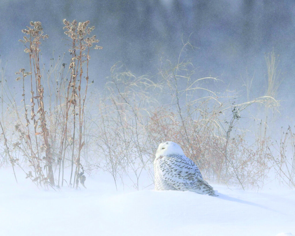 A picture of a snowy owl sitting in the snow, the second place winner of the 2026 Photo Gala North American Wildlife Category