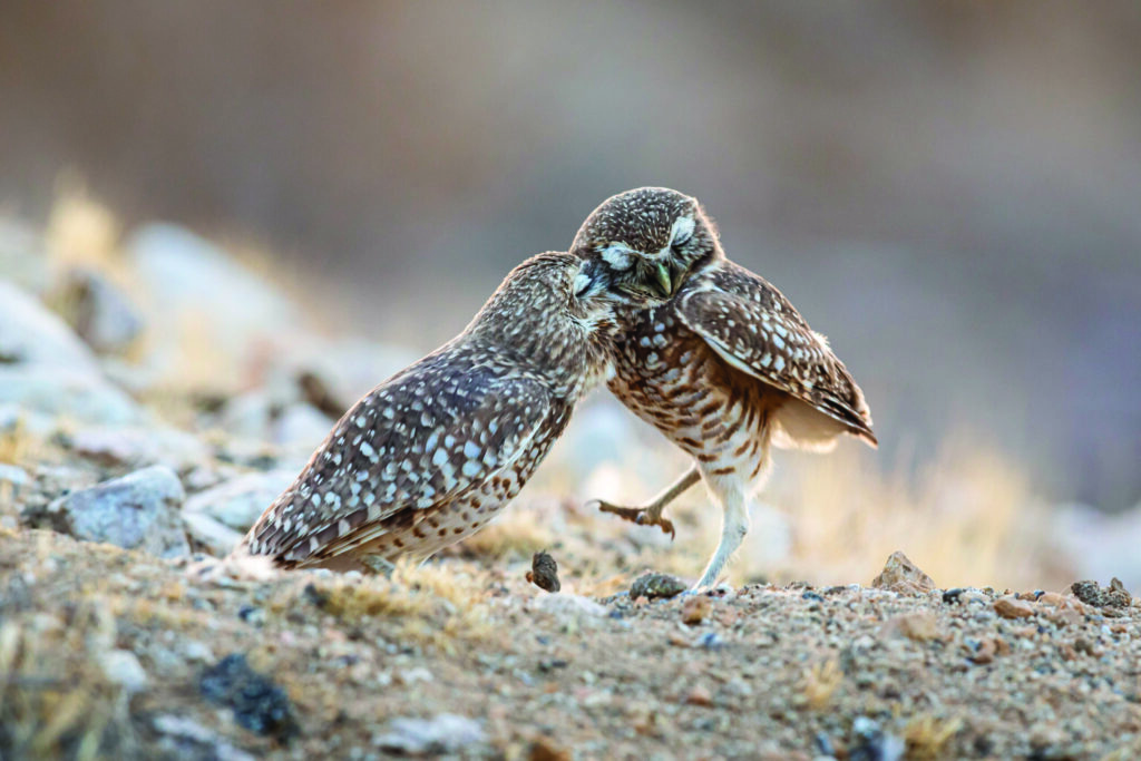 Third place winner of the North American Wildlife Category, Owls Hug