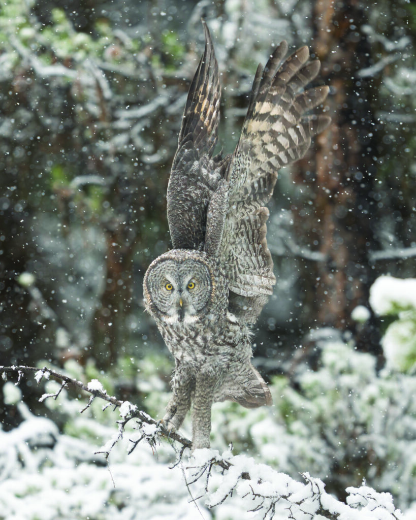Lee Dombeck - Snowy Takeoff
