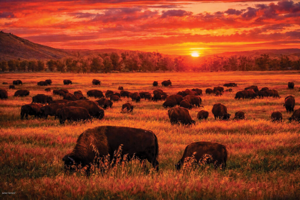 Jackie Clement - Buffalo at sunset at the Grand Tetons