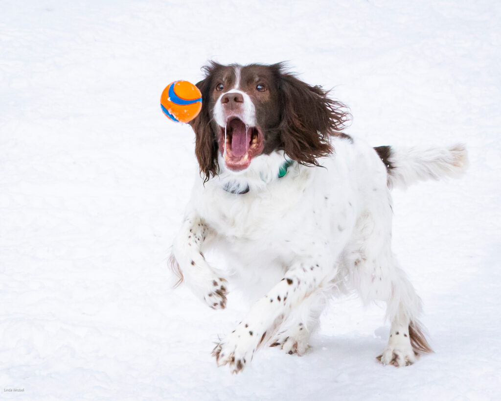 My Ball by Linda Wrobel