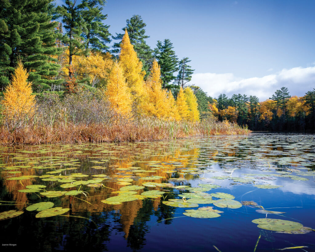 Joanne Morgan - Reflection on Fall