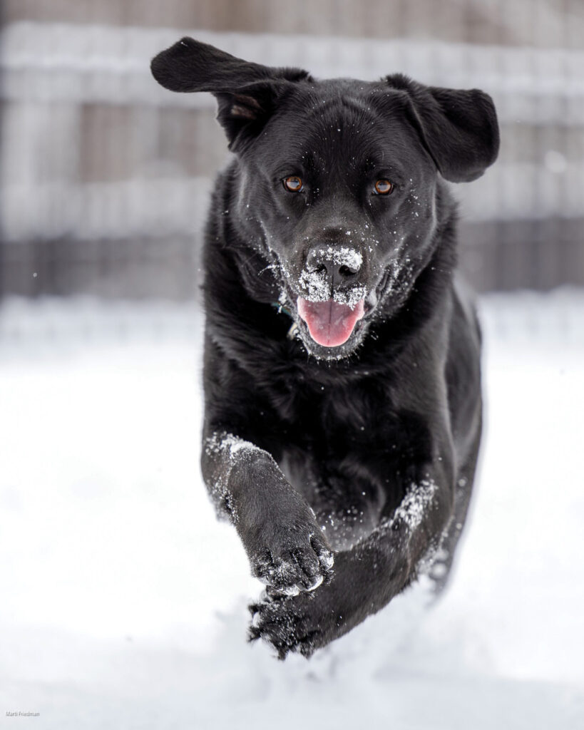 Marti Friedman Jagger, Snow Moves