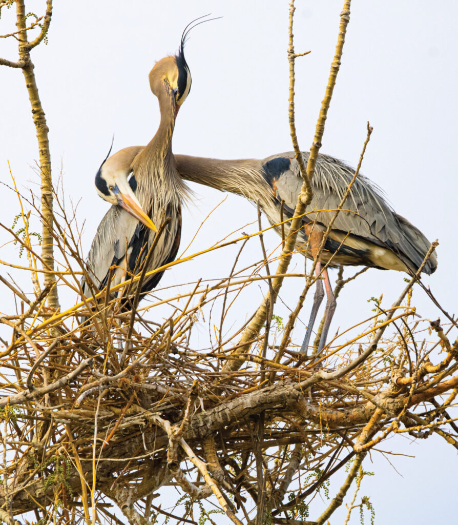 2026 Northwoods Wildlife Center Photo of the Year, Spring Promise by Hollie Hardman depicts two blue herons in their nest and wrapping their necks around each other.