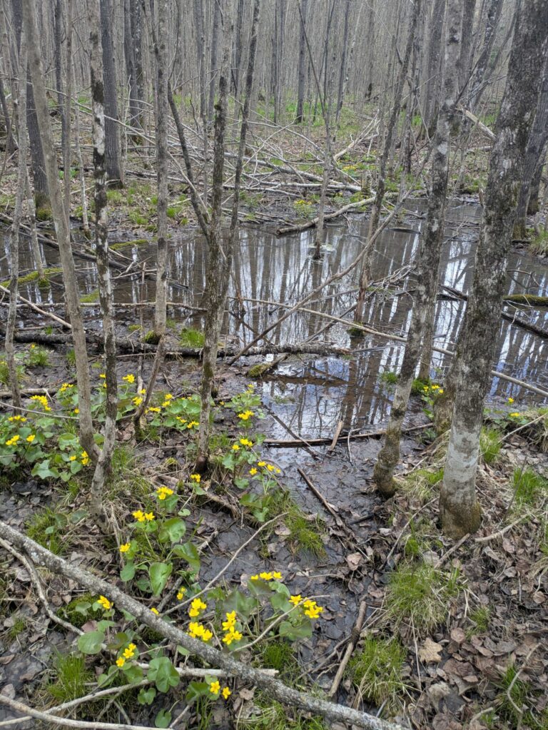 A Special Spring Ephemeral: Vernal Pools