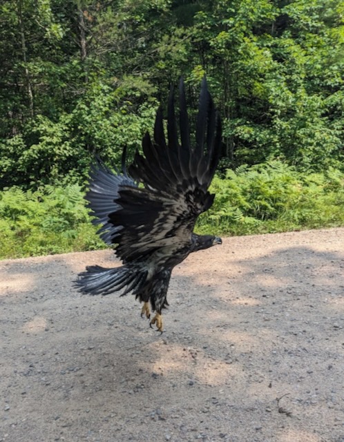 Bald Eagle Release