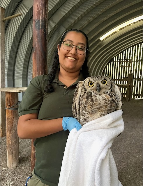 Great Horned Owl Release