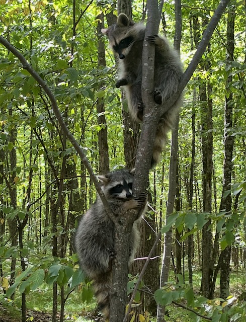 Raccoon Release
