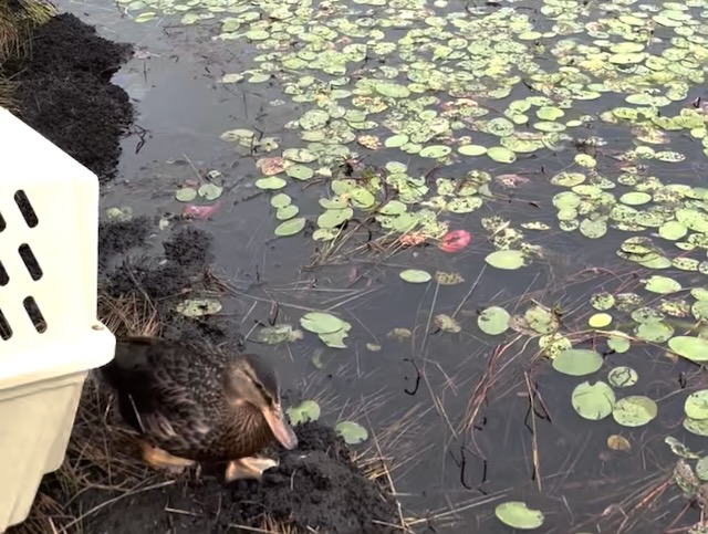 Two Mallards – Released