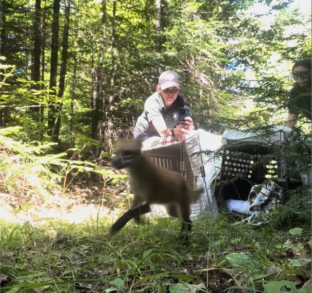Two Red Foxes – Released