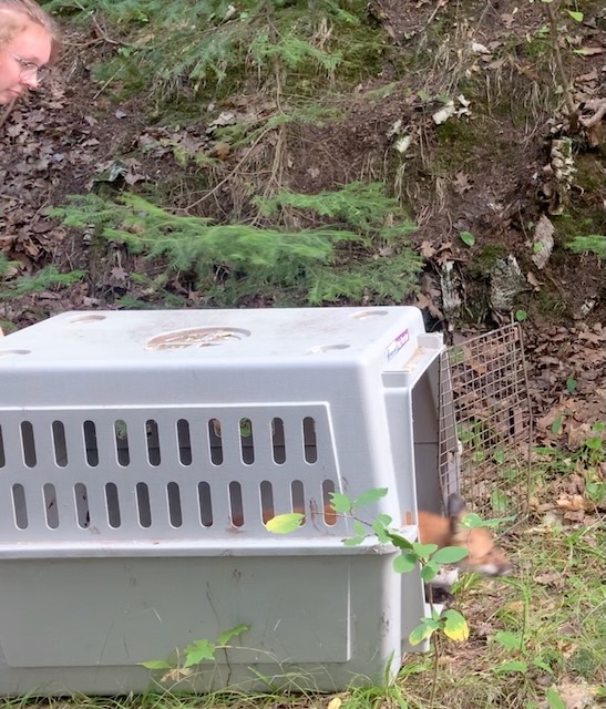 Red Fox Release