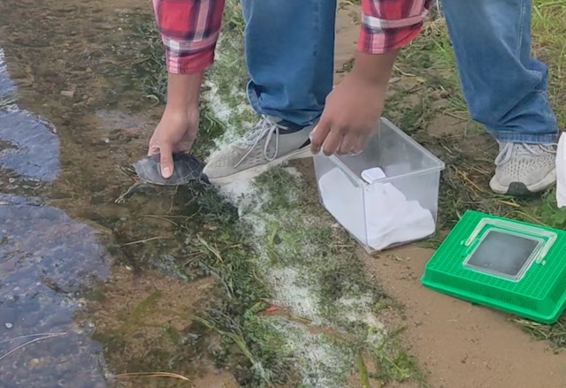 Western Painted Turtle Release