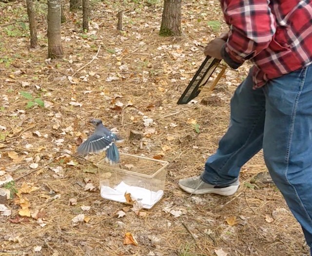 Blue Jay Release